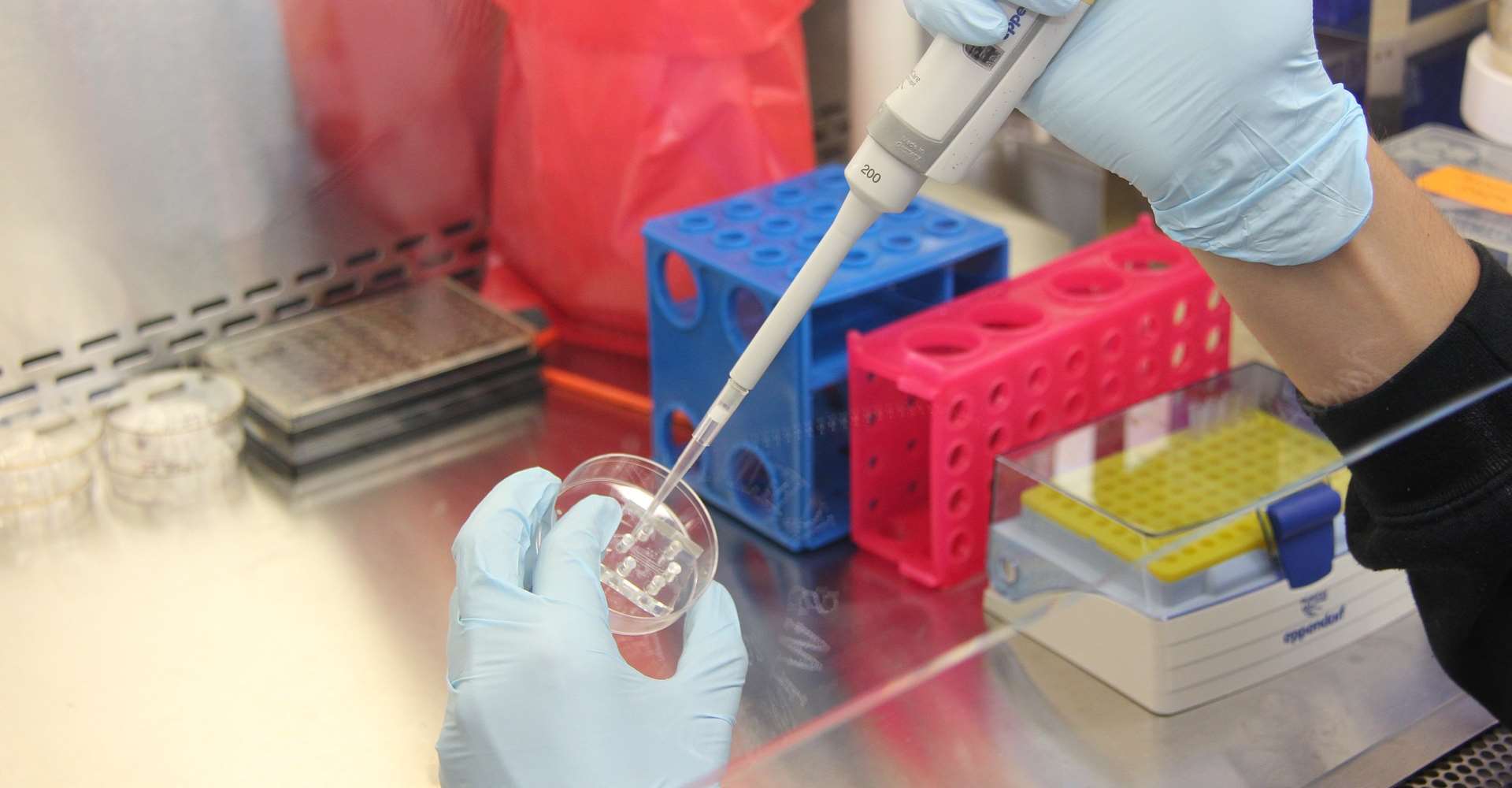 Human PIGT CRISPR Knock Out U87-MG Cell Line